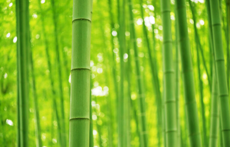 What is bamboo fiber？