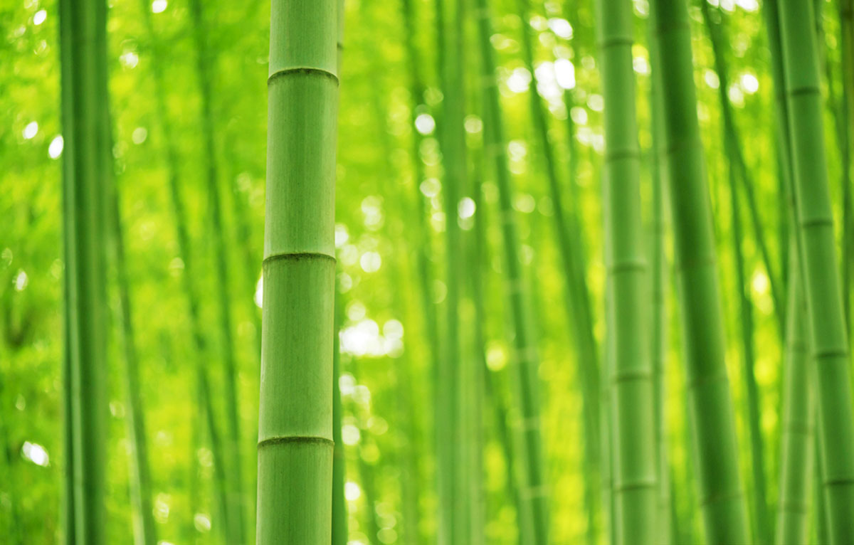 bamboo forest